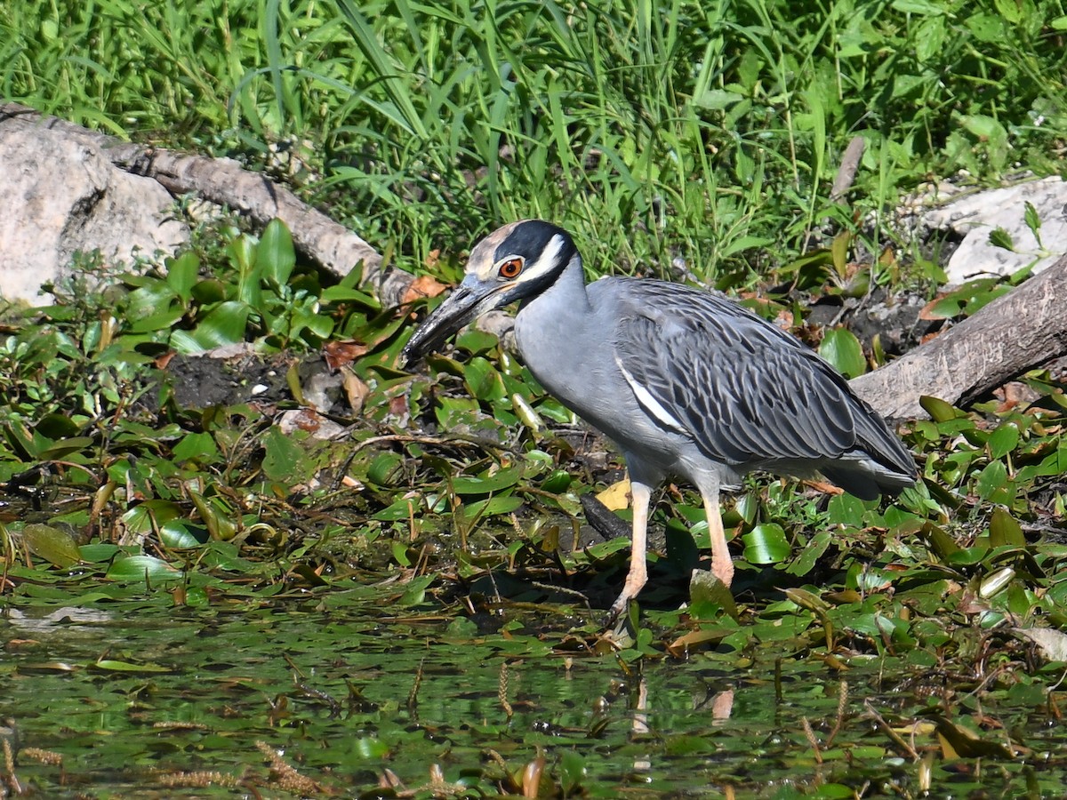 Yellow-crowned Night Heron - George Chiu