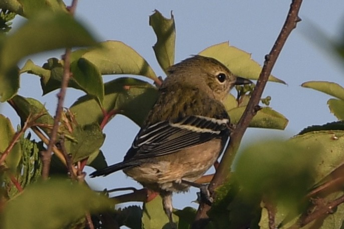 Bay-breasted Warbler - ML608022611