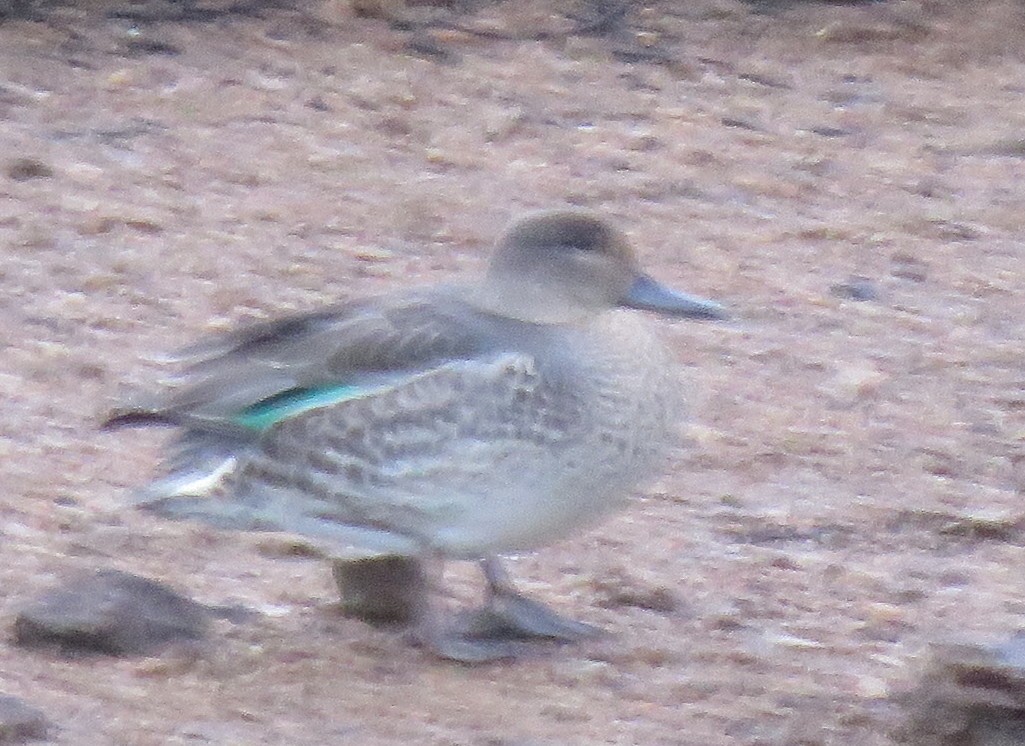 Green-winged Teal - ML608023191