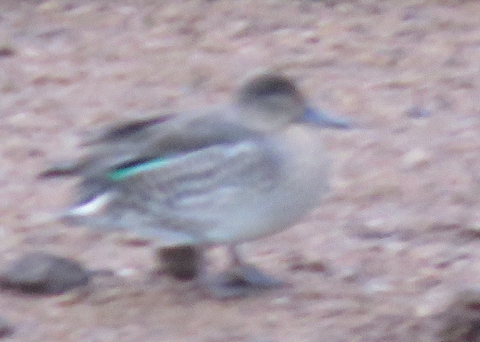 Green-winged Teal - ML608023301