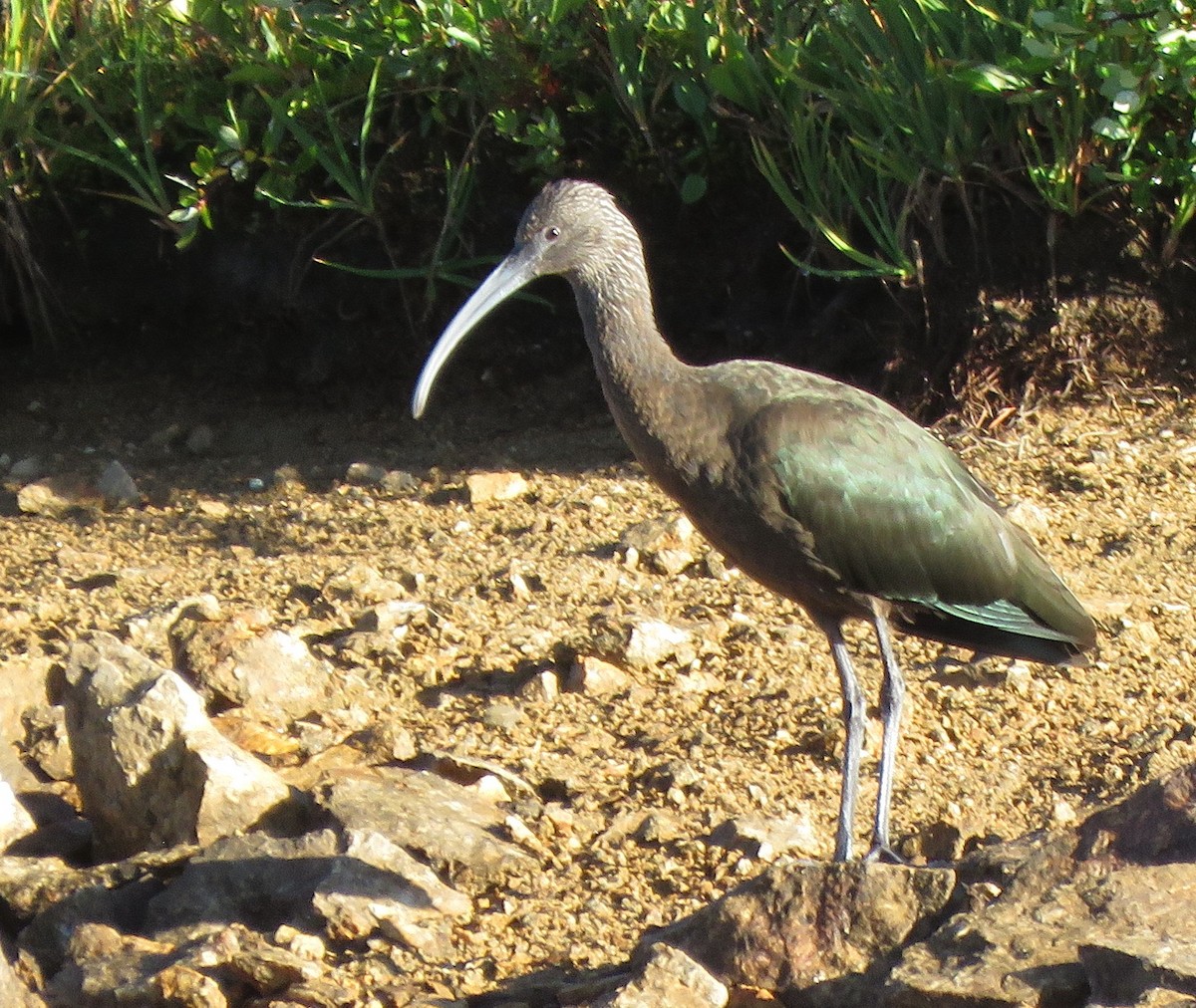 White-faced Ibis - ML608023591