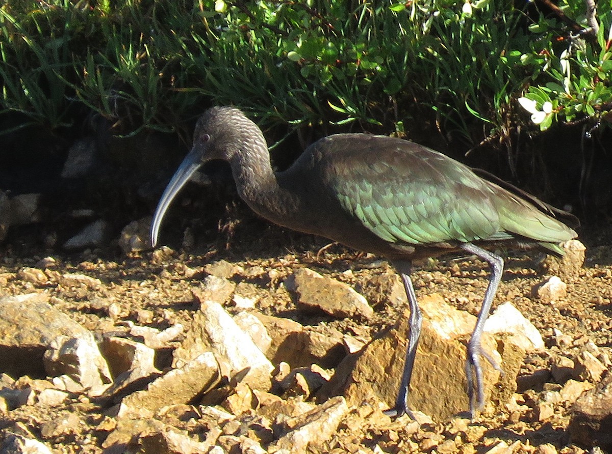 White-faced Ibis - ML608023761