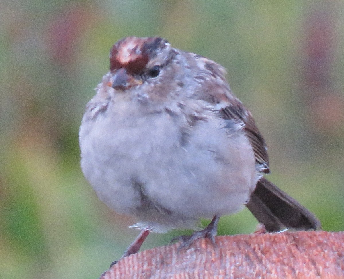 White-crowned Sparrow (oriantha) - ML608024701