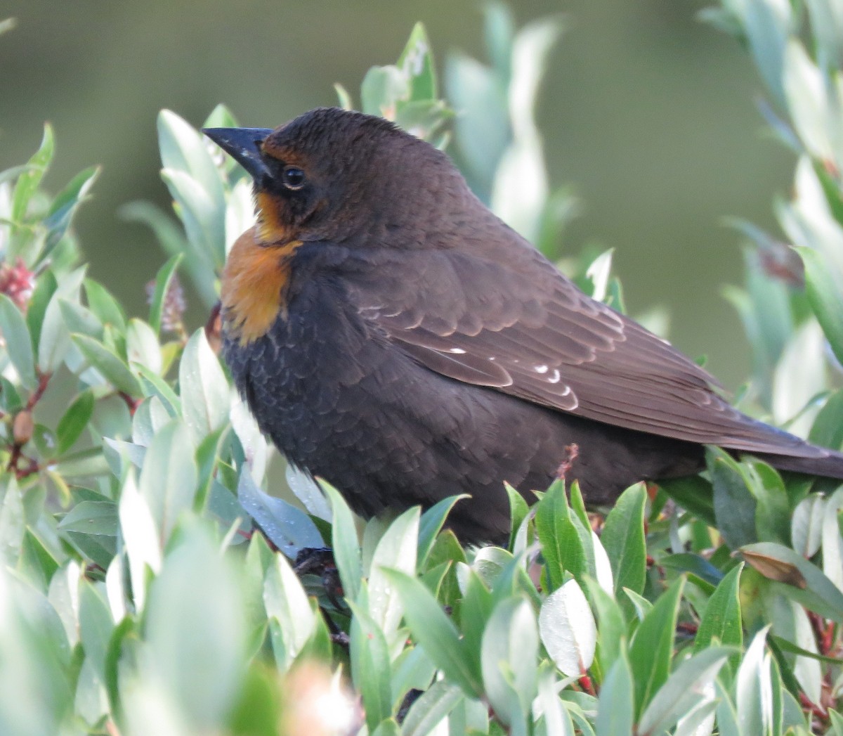 Yellow-headed Blackbird - ML608024821