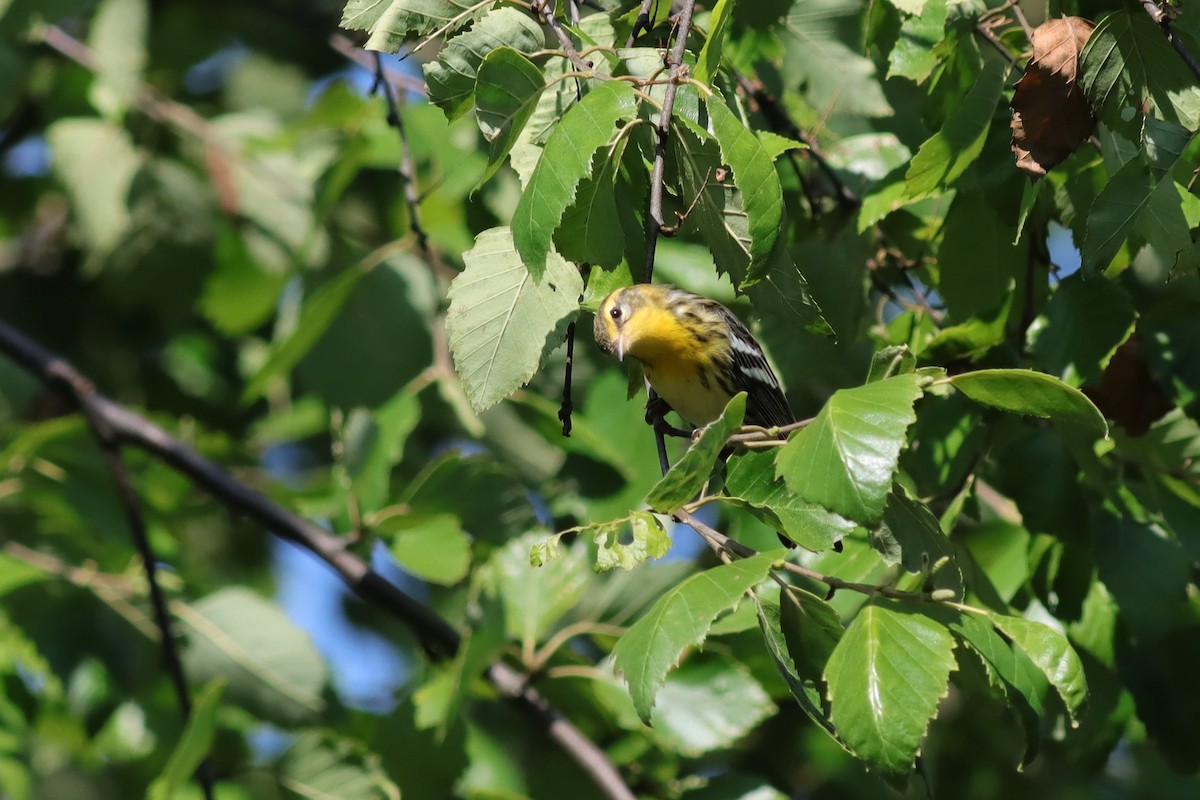 Blackburnian Warbler - ML608025581