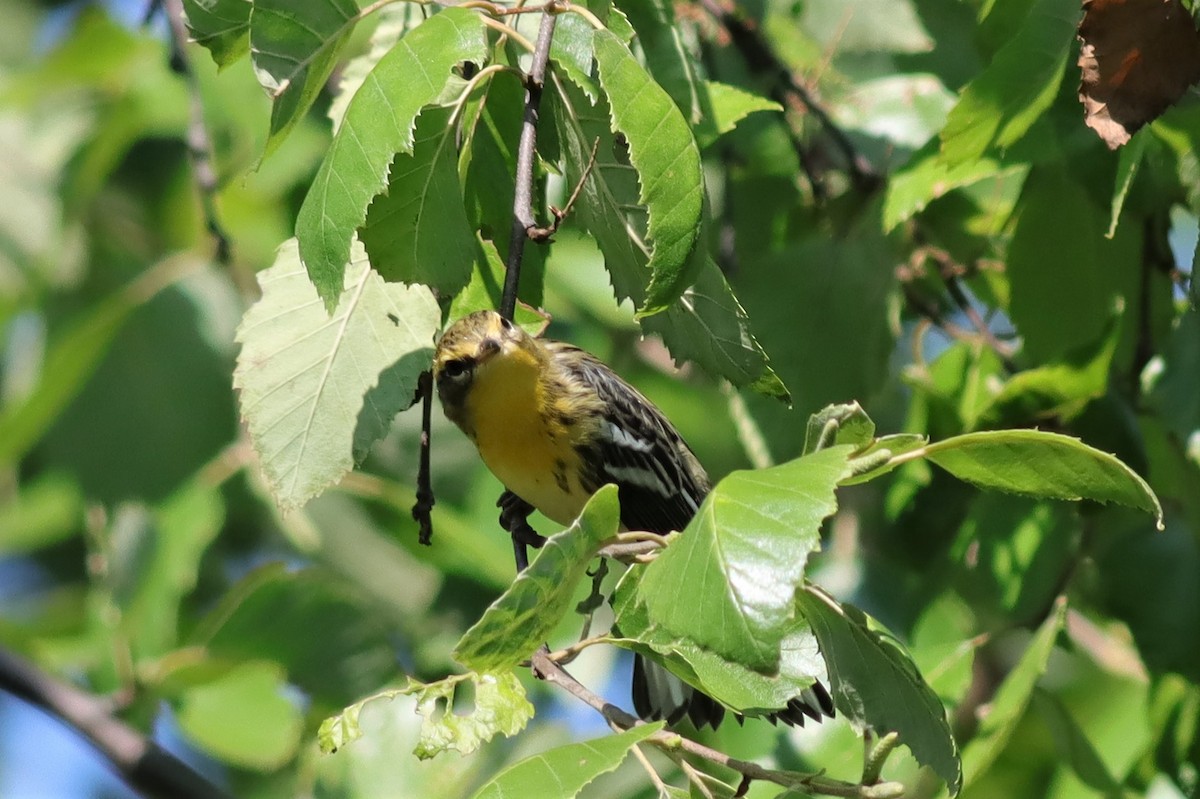 Blackburnian Warbler - ML608025601