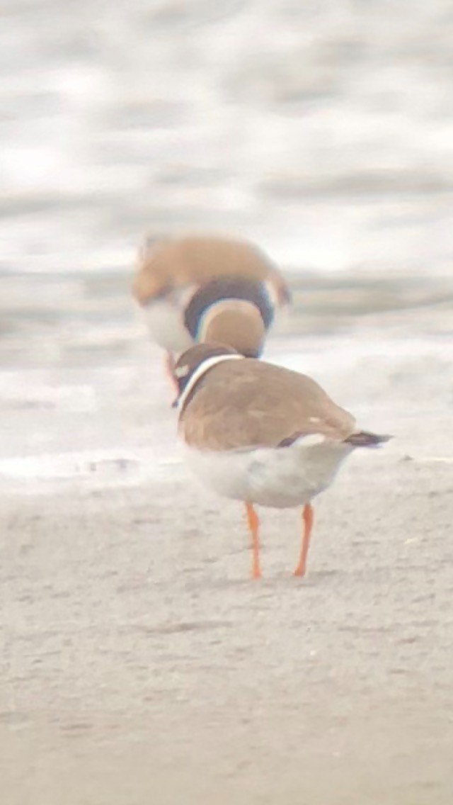 Common Ringed Plover - ML608026291