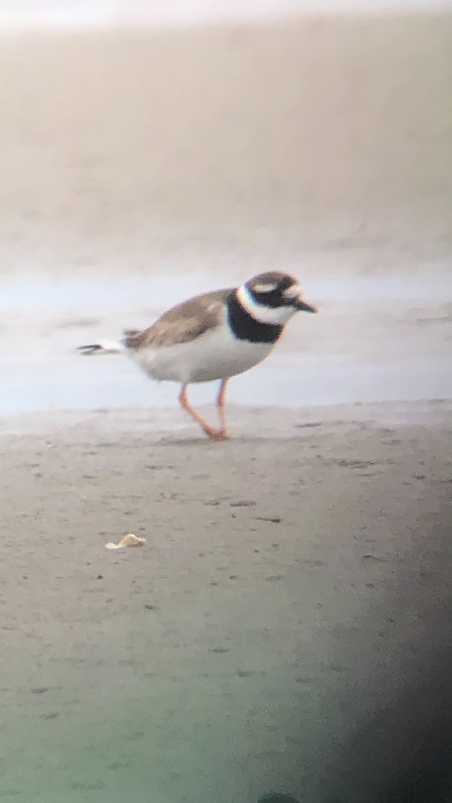 Common Ringed Plover - ML608026301