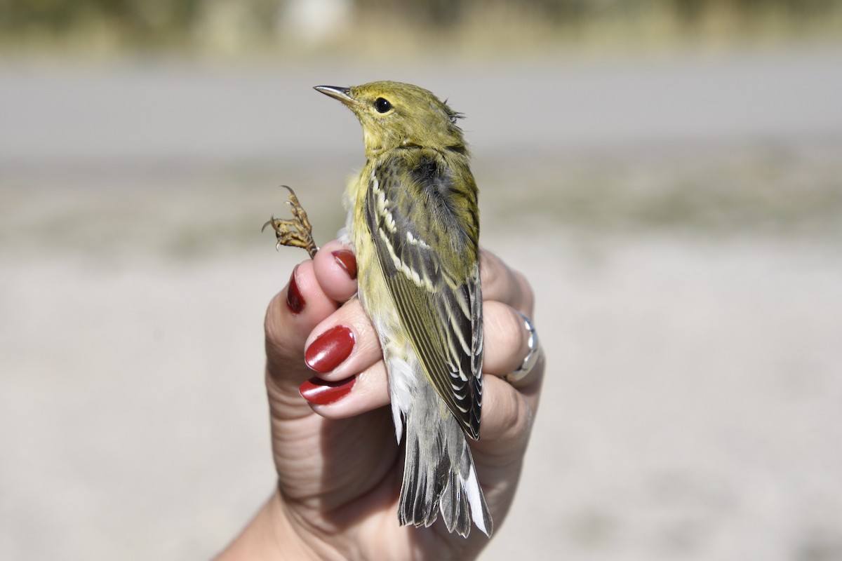 Blackpoll Warbler - ML608027271