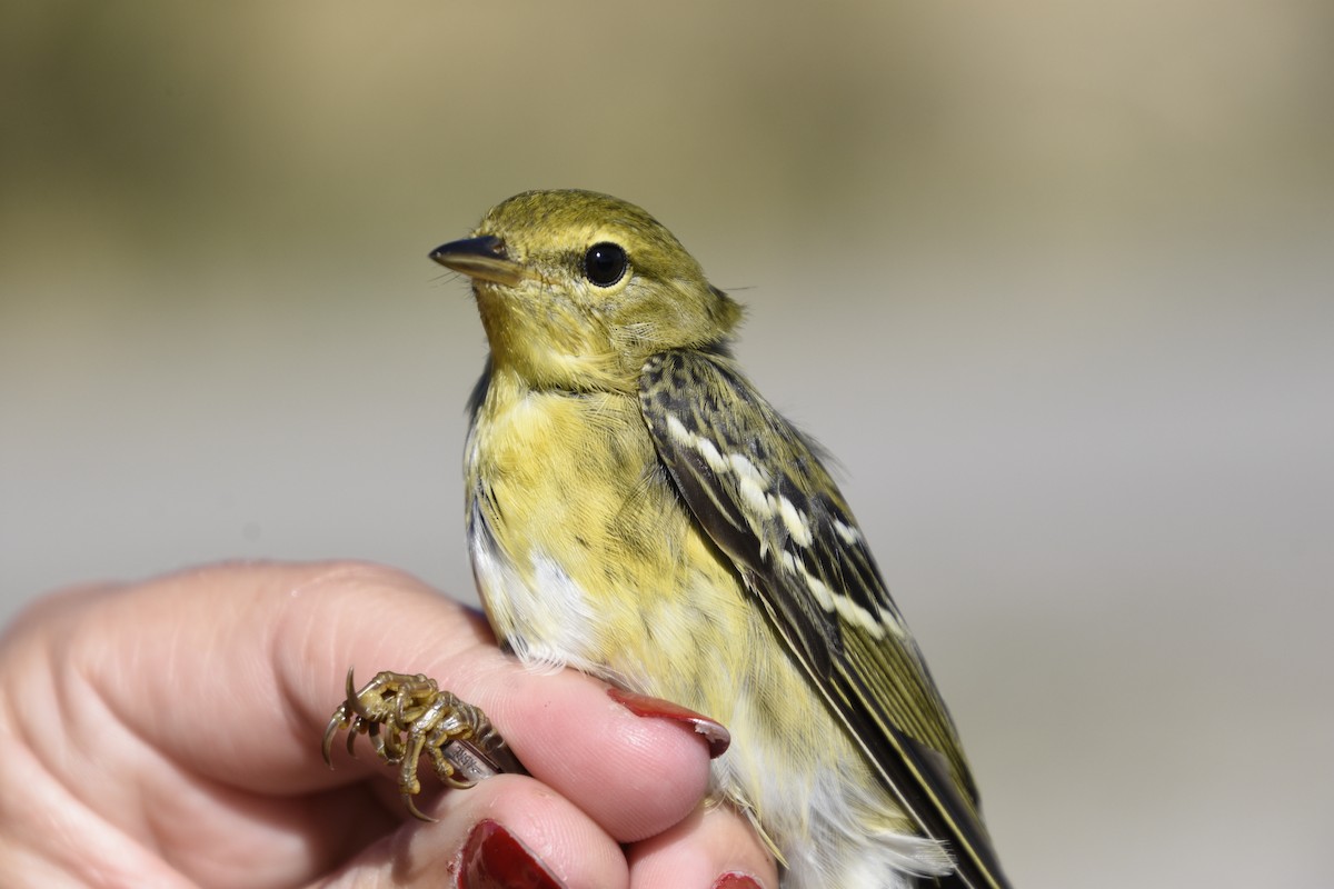 Blackpoll Warbler - ML608027301