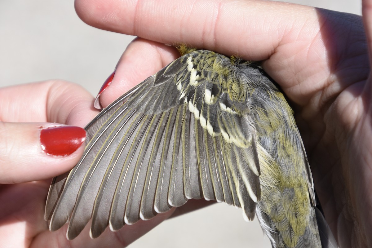 Blackpoll Warbler - ML608027311