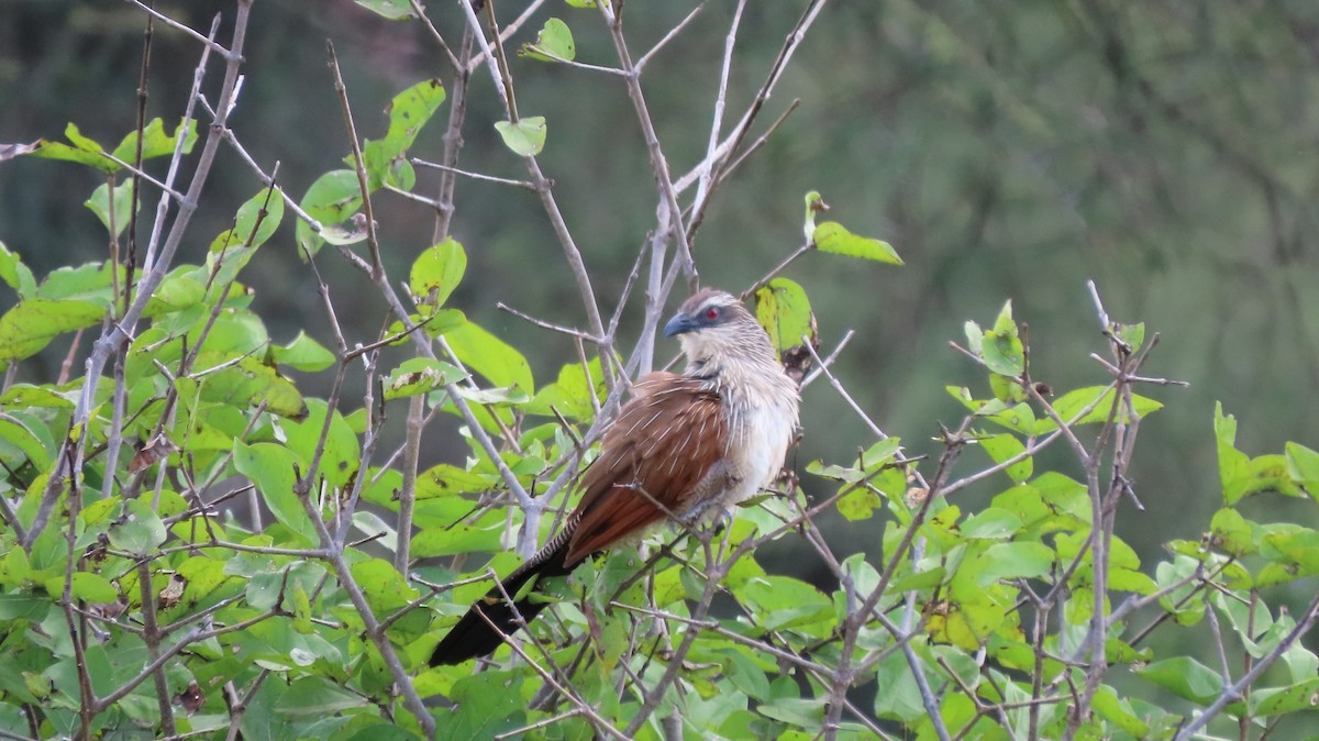 White-browed Coucal - ML608027681