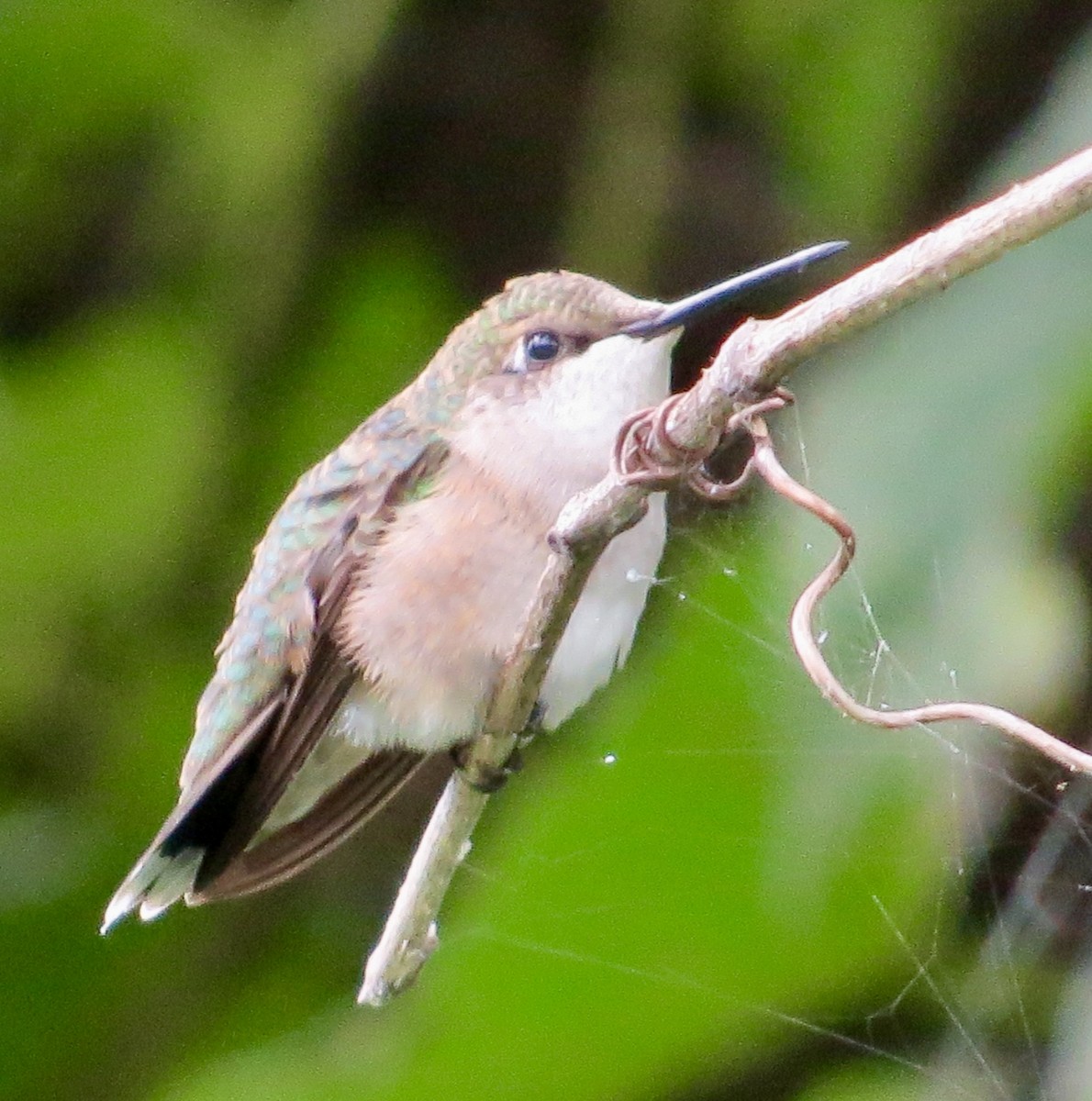 Ruby-throated Hummingbird - ML608029321