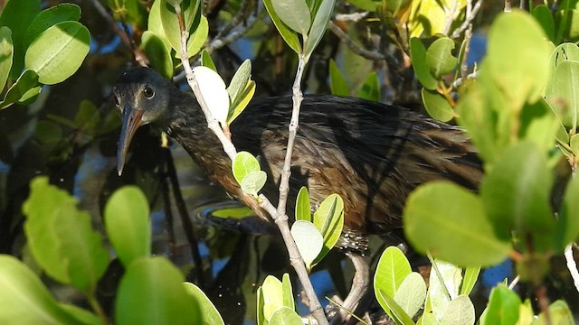 Clapper Rail - ML608029401