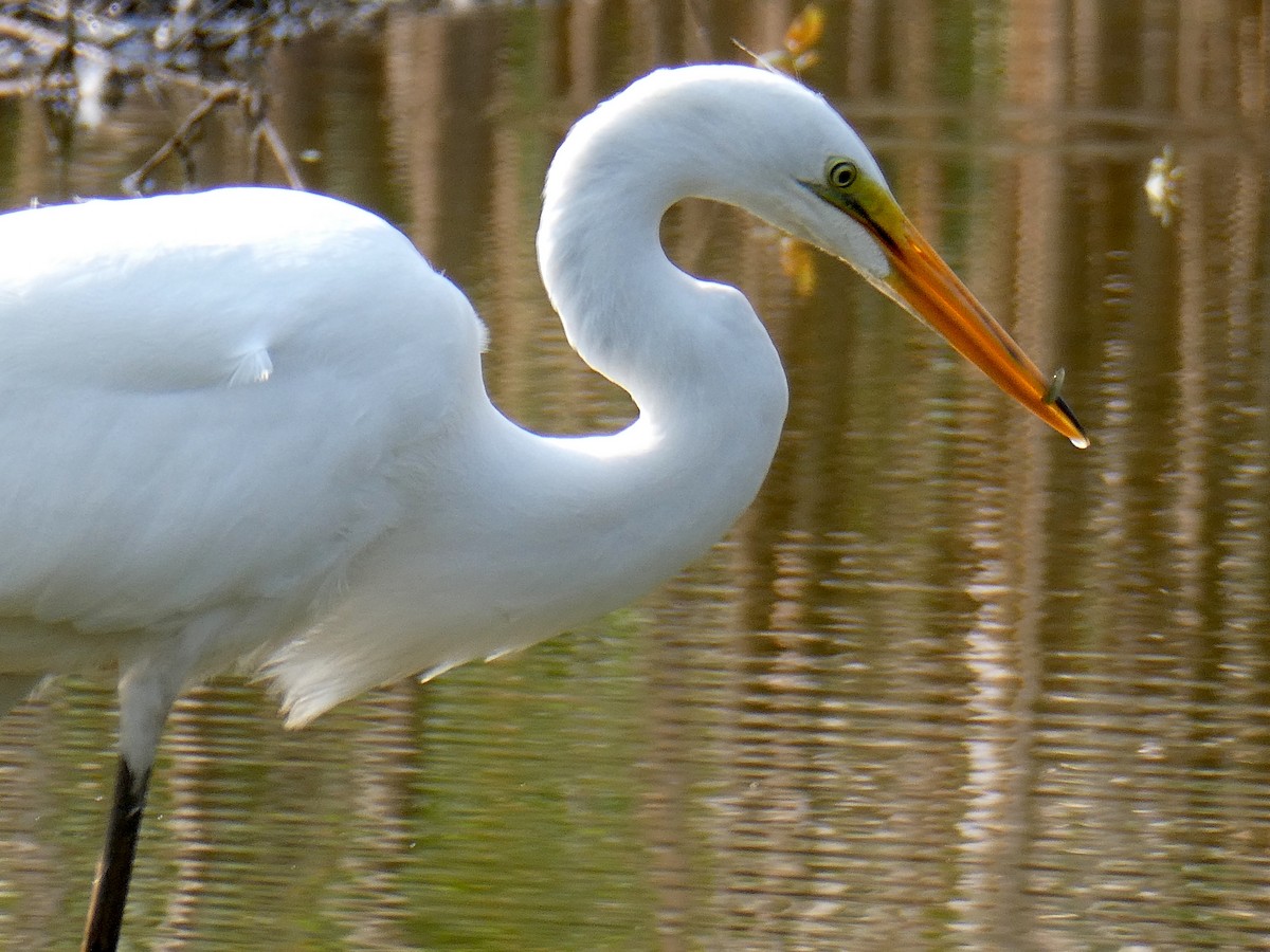 Great Egret - Farshad Pourmalek