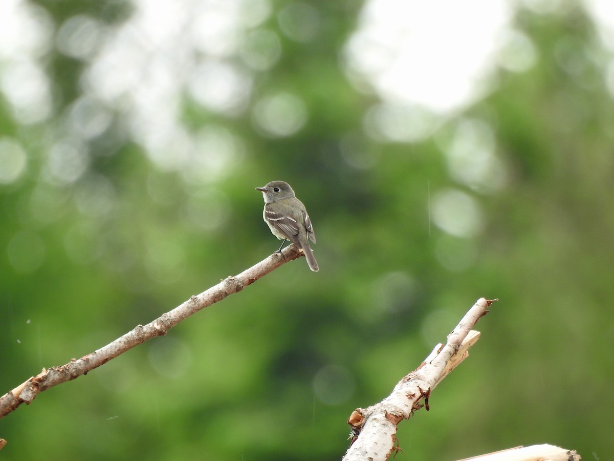 Hammond's Flycatcher - ML60803011