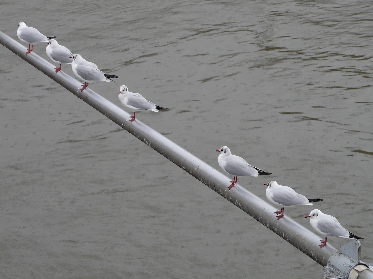 Black-headed Gull - ML608031041