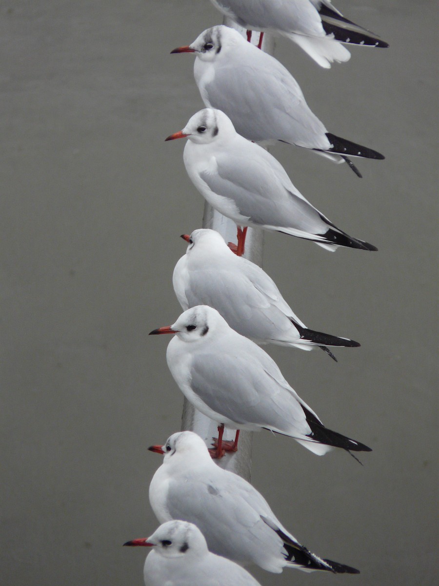 Black-headed Gull - ML608031051