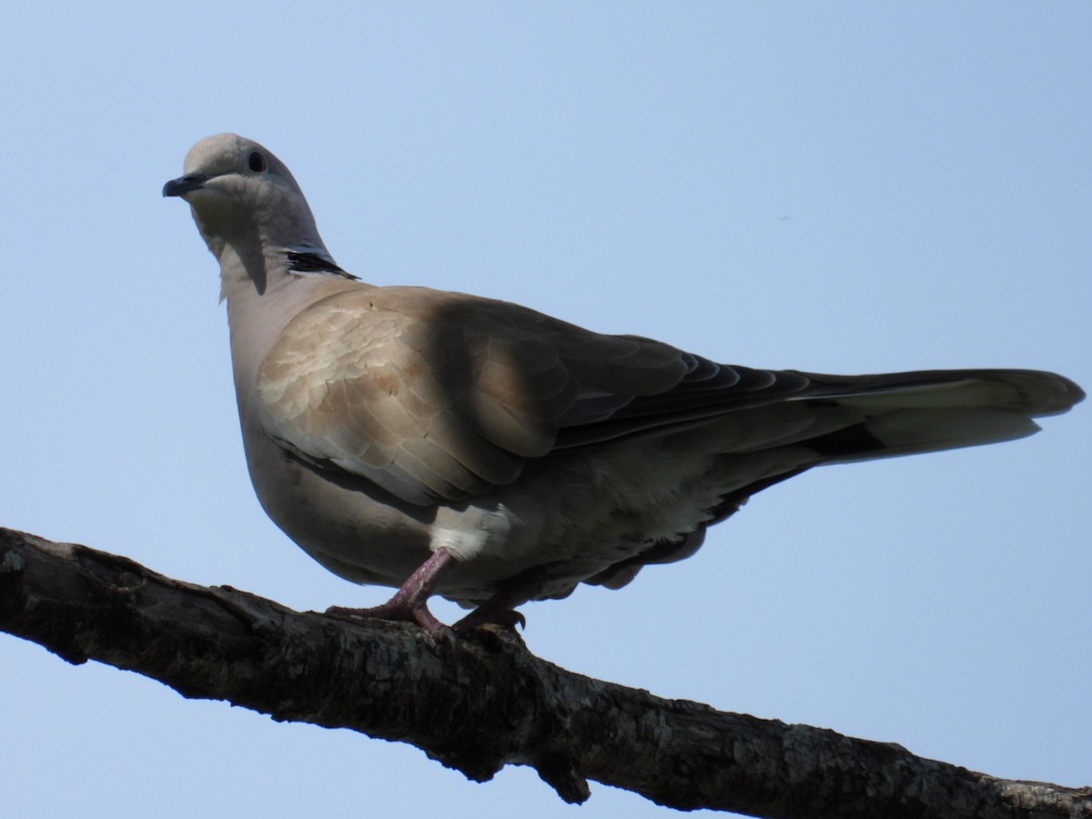 African Collared-Dove - ML608031421