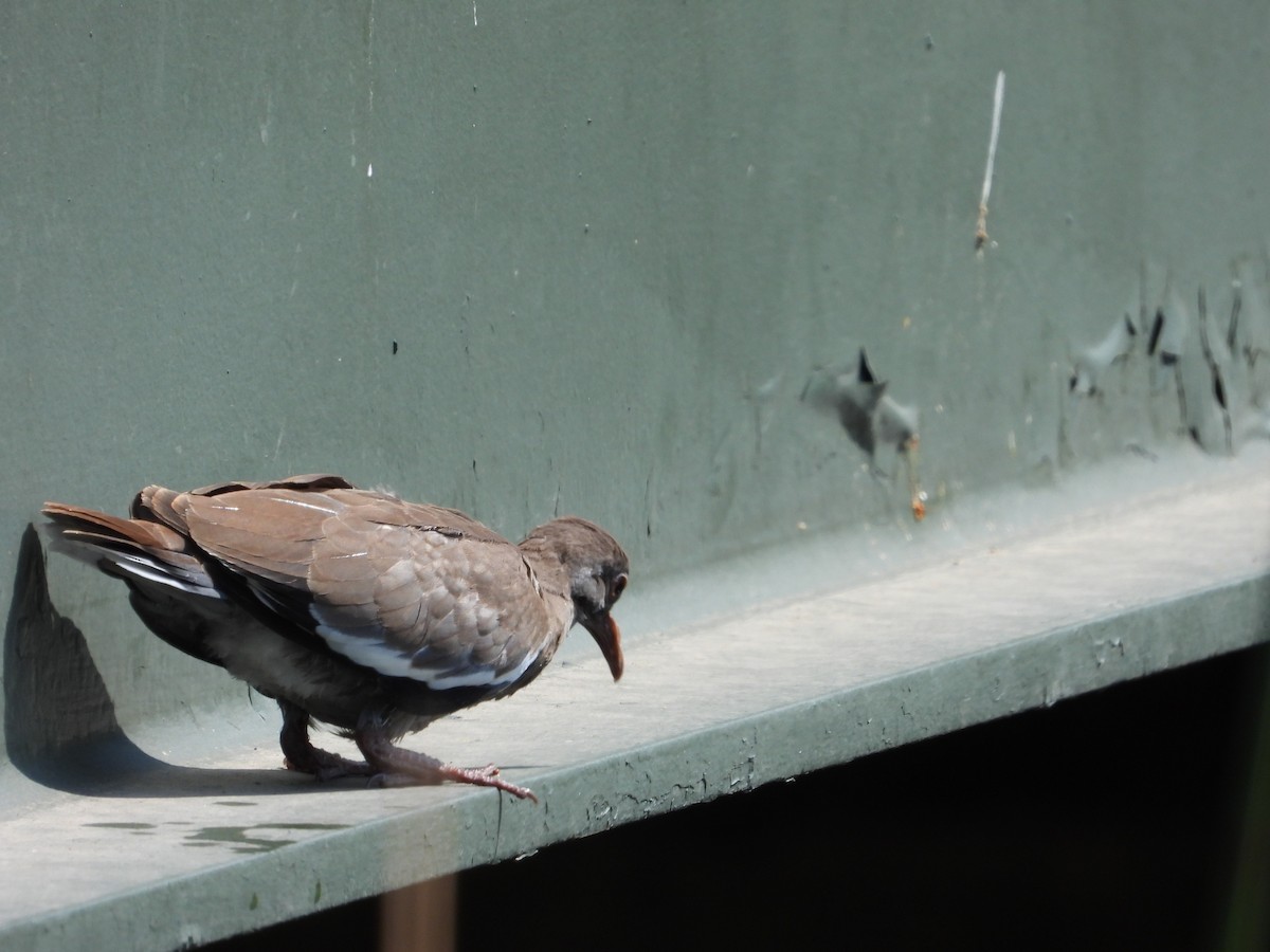 White-winged Dove - ML608031871