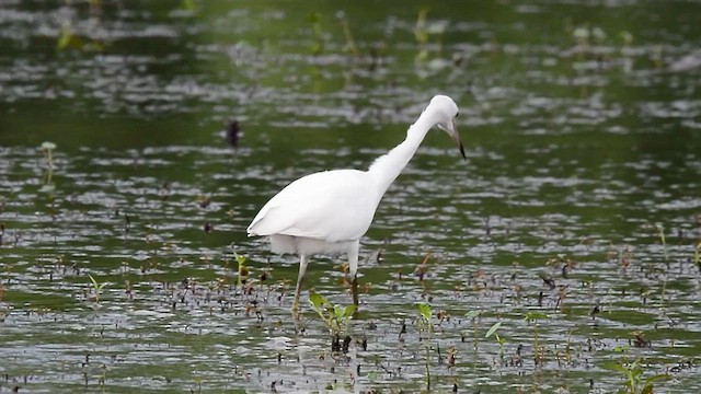 Little Blue Heron - ML608032351