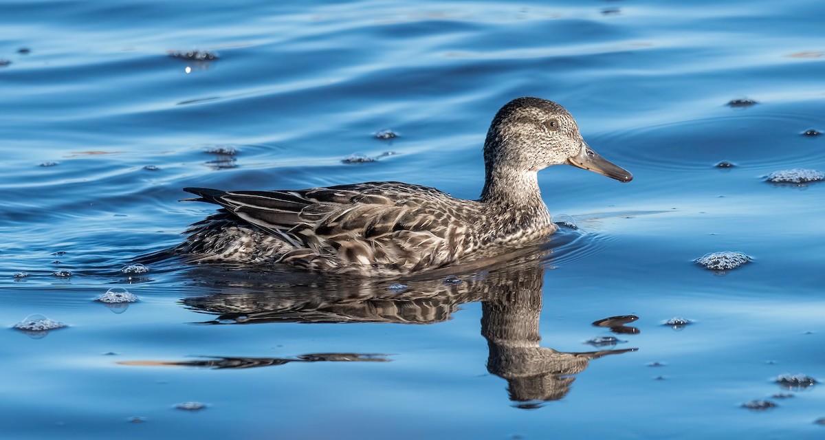 Green-winged Teal - ML608032501