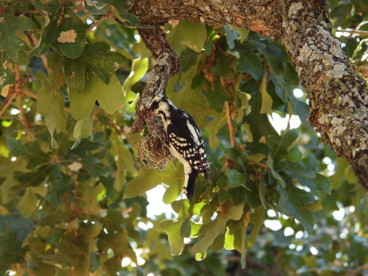 Downy Woodpecker - ML608033581