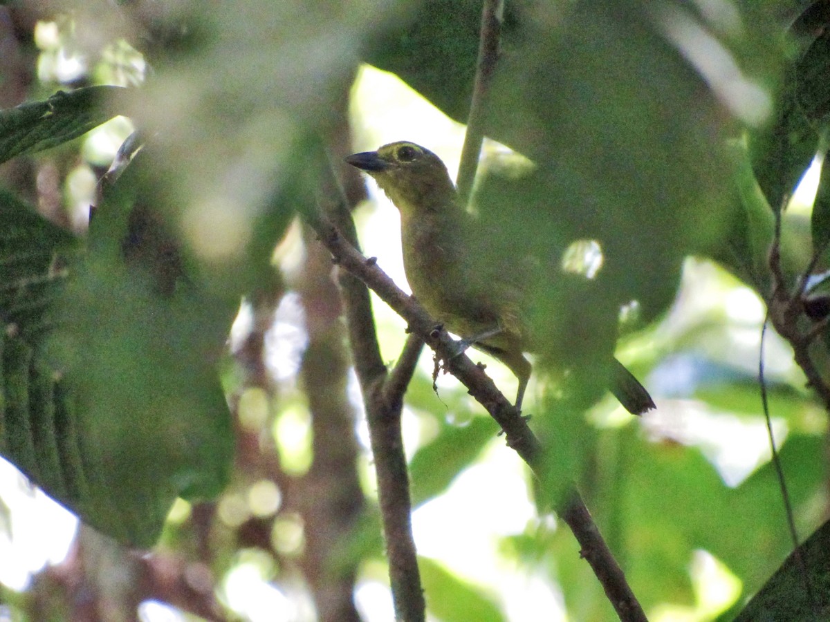 Lemon-spectacled Tanager - ML608033611