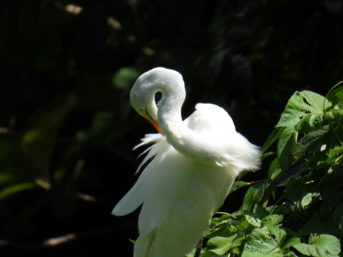 Great Egret - ANTONIO & ALONSO ARCE