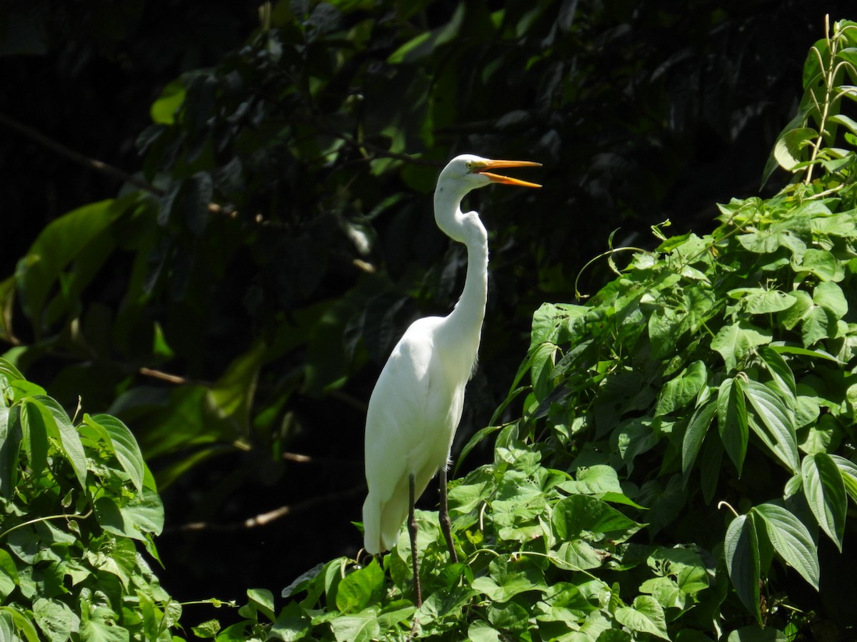 Great Egret - ANTONIO & ALONSO ARCE