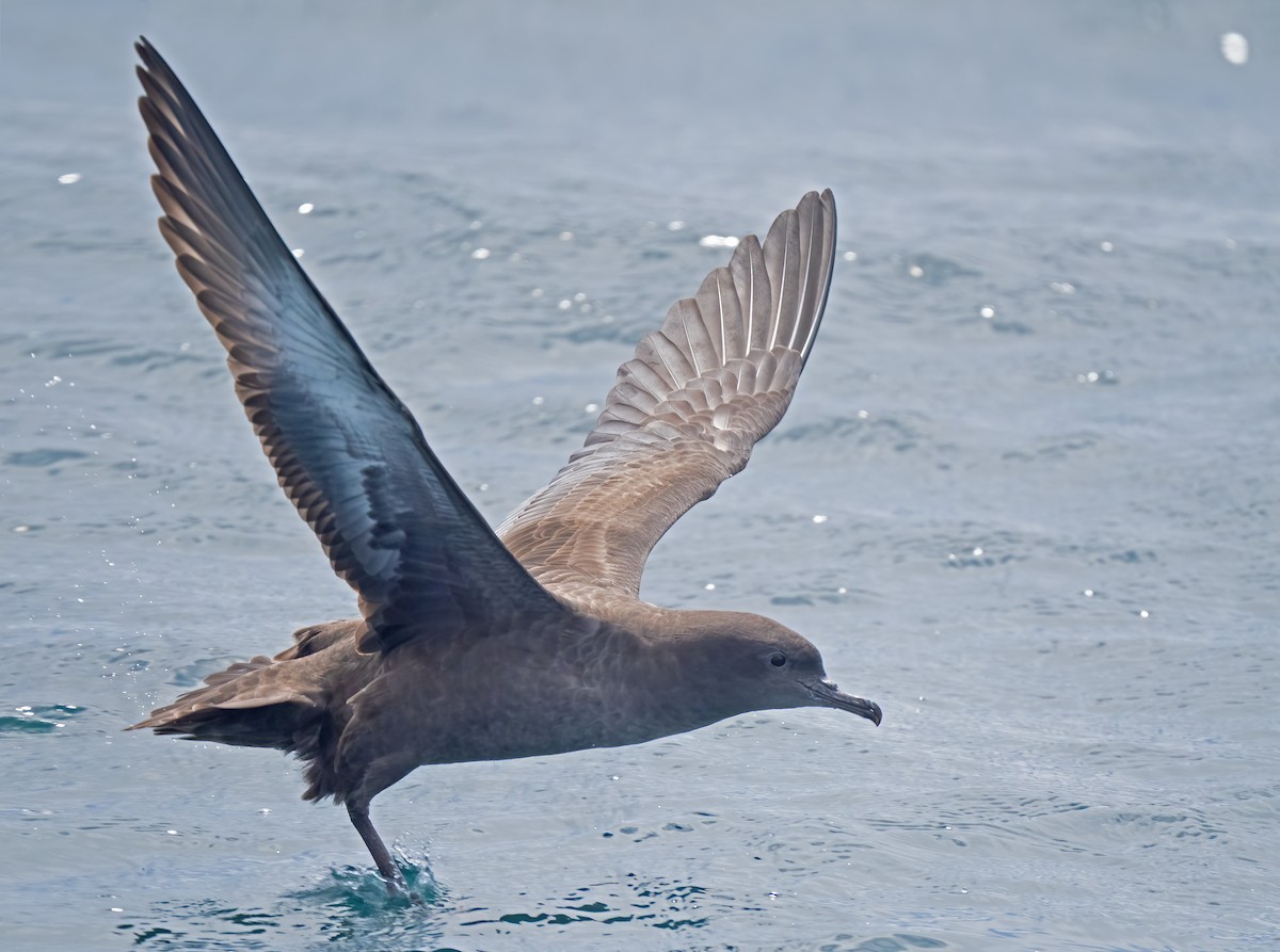 Sooty Shearwater - Mark Chappell
