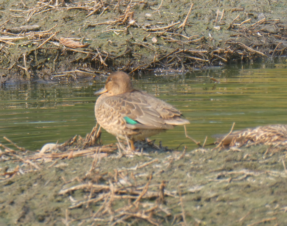 Green-winged Teal - Allan Jensen