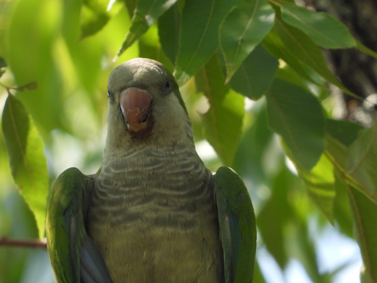 Monk Parakeet - ML608034561