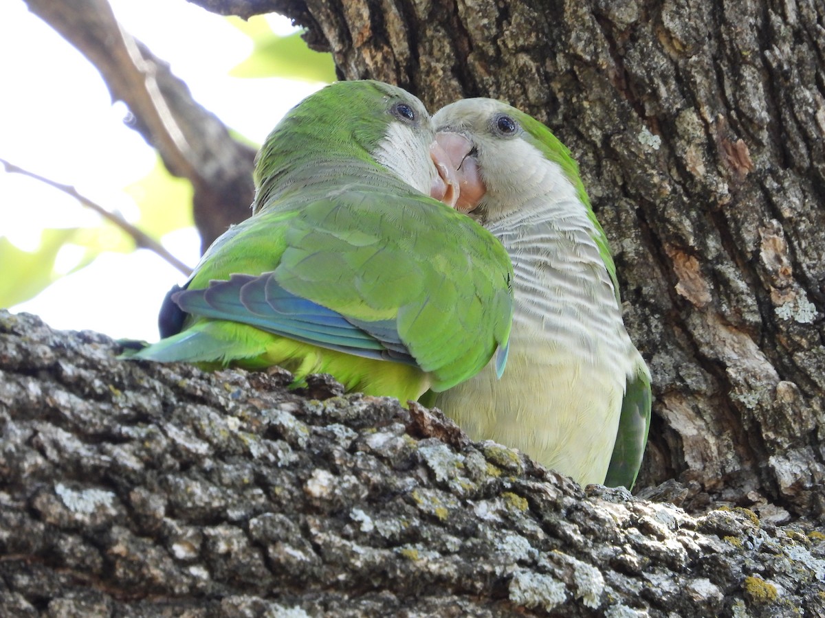 Monk Parakeet - ML608034571