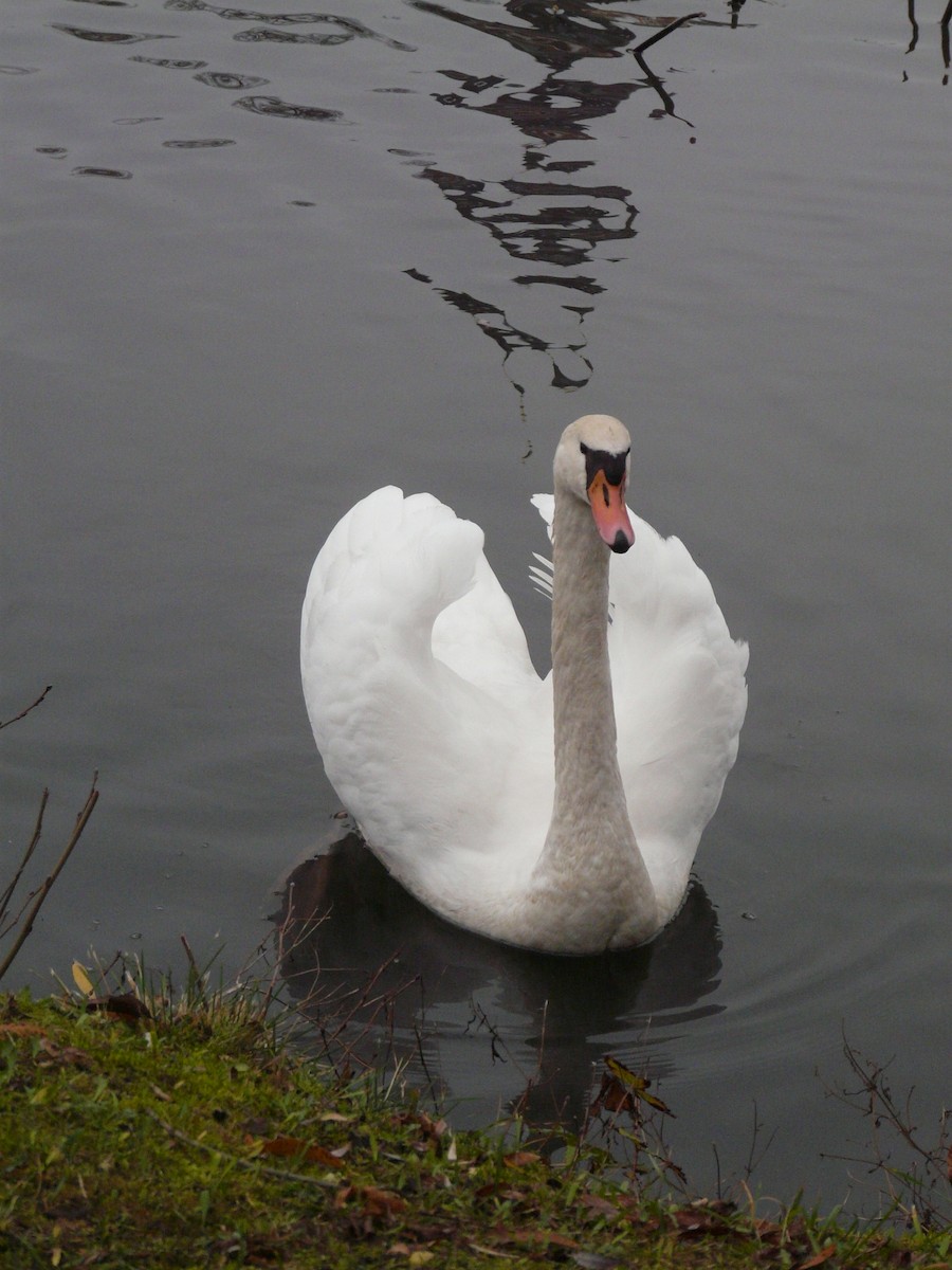 Cygne tuberculé - ML608034971