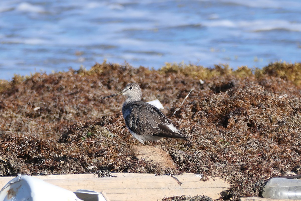 Greater Yellowlegs - ML608035401