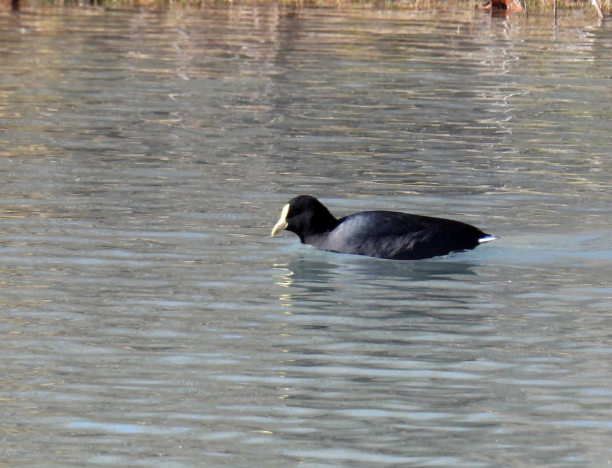 White-winged Coot - ML608035481