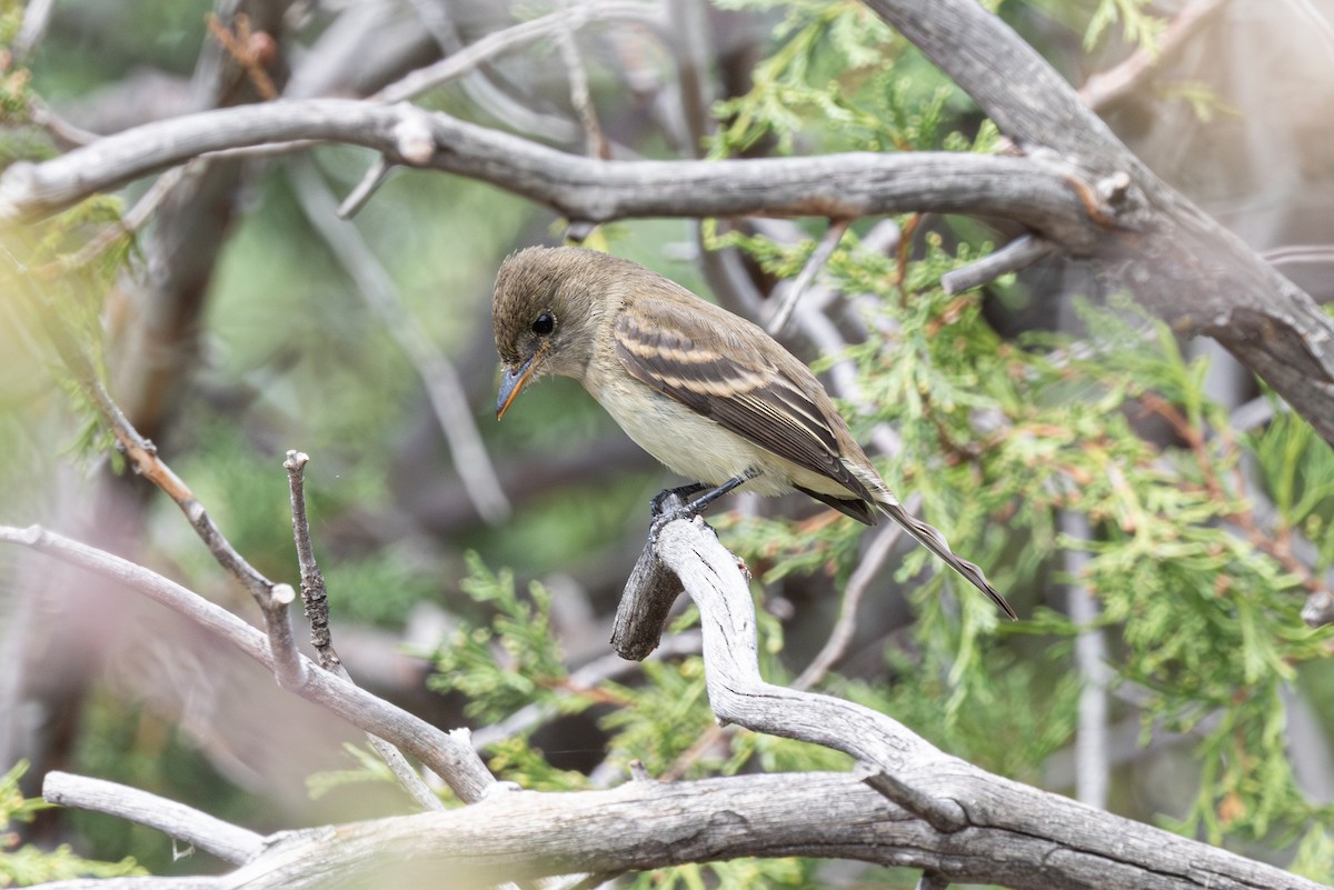 Willow Flycatcher - ML608035791