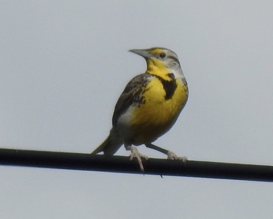 Western Meadowlark - Craig Jackson