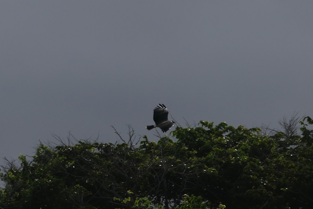 Snail Kite - ML608037101