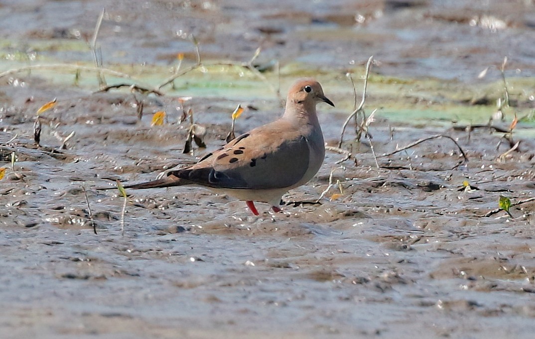 Mourning Dove - ML608037261