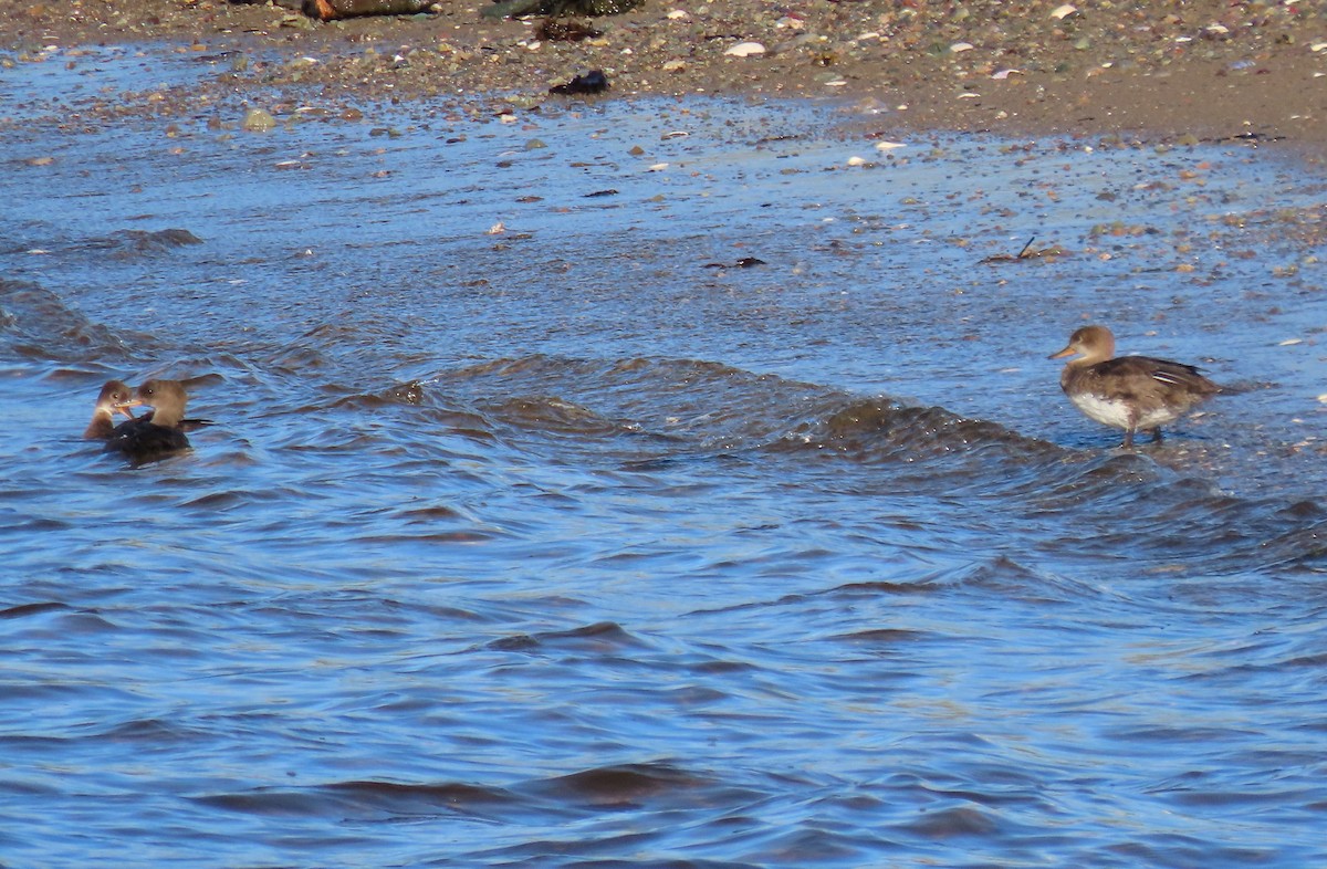 Hooded Merganser - Mary Kennedy