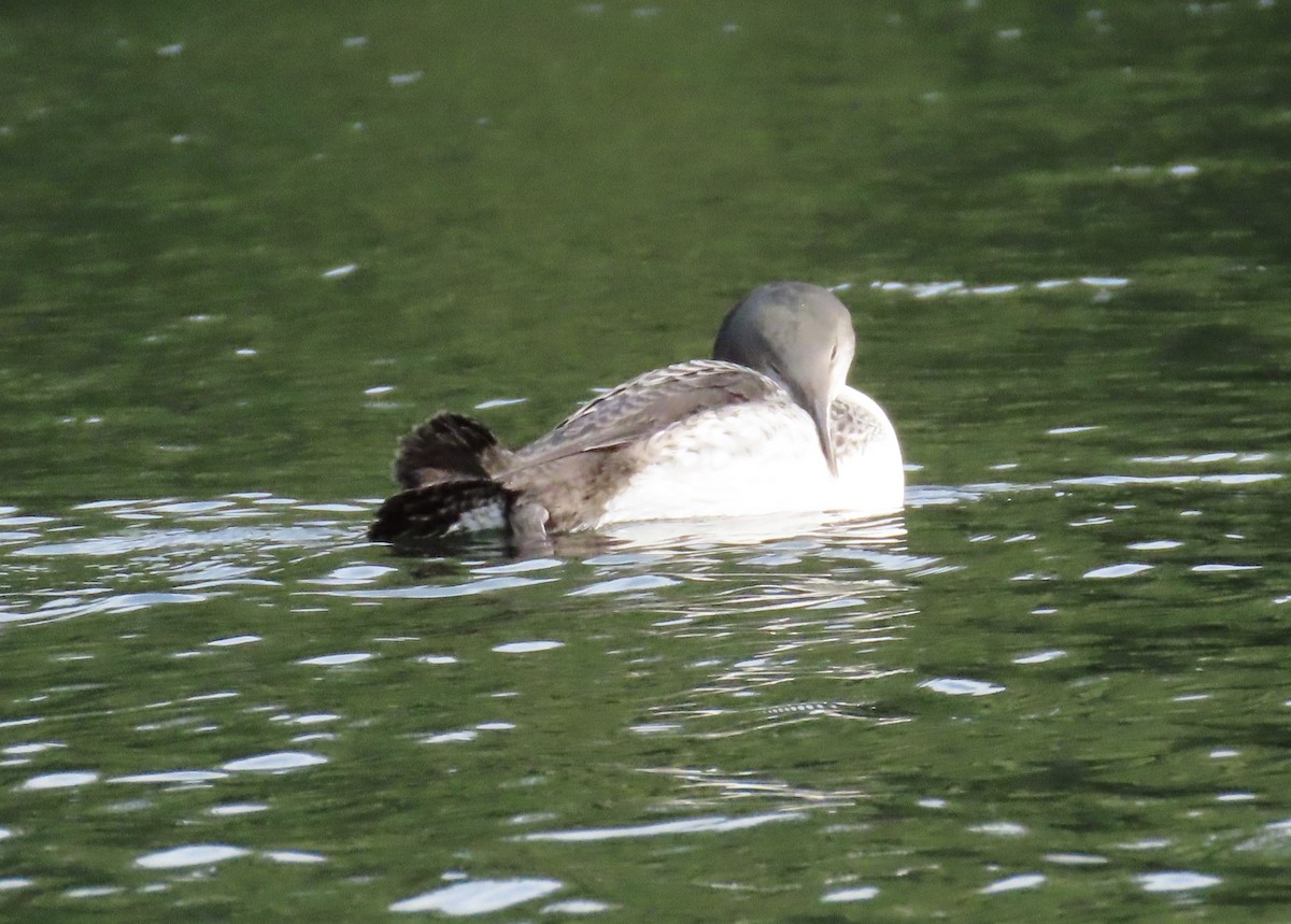 Common Loon - Lynn Hartmann