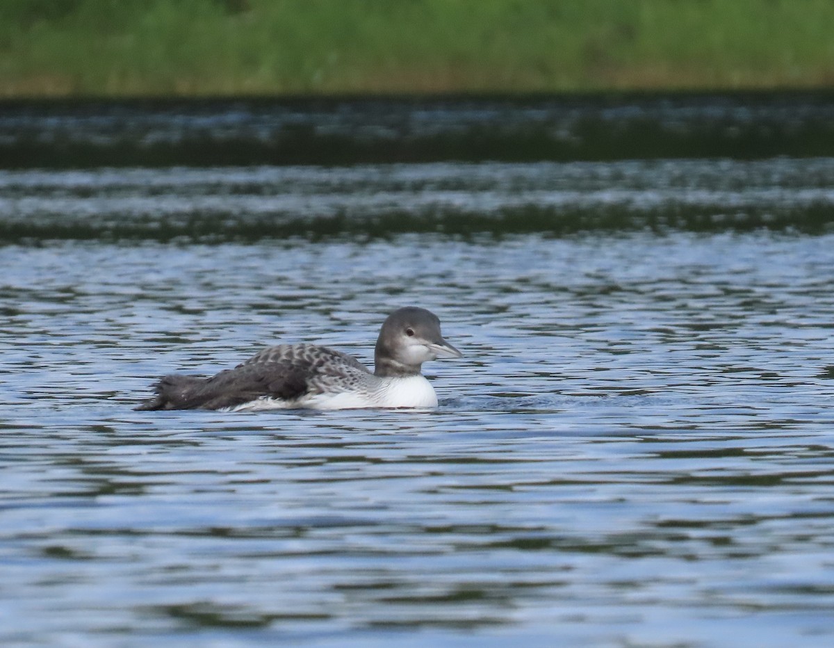 Plongeon huard - ML608038811