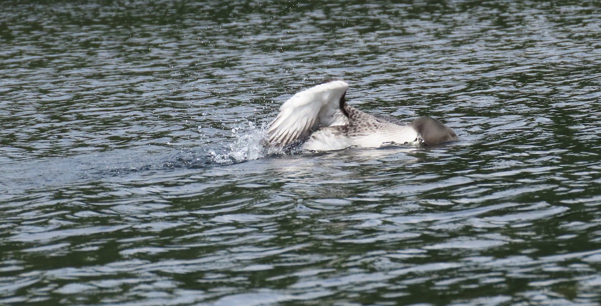 Common Loon - ML608038821