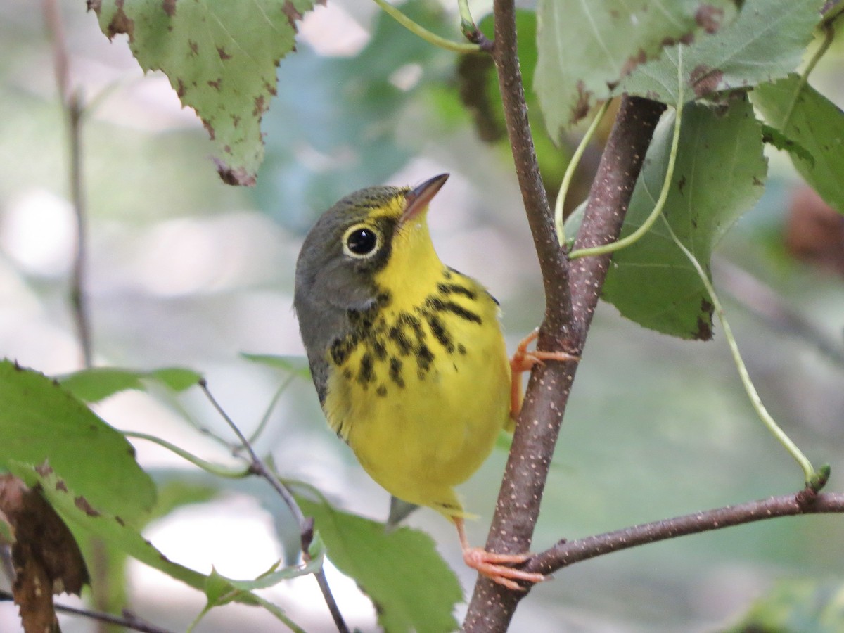 Canada Warbler - ML608038841