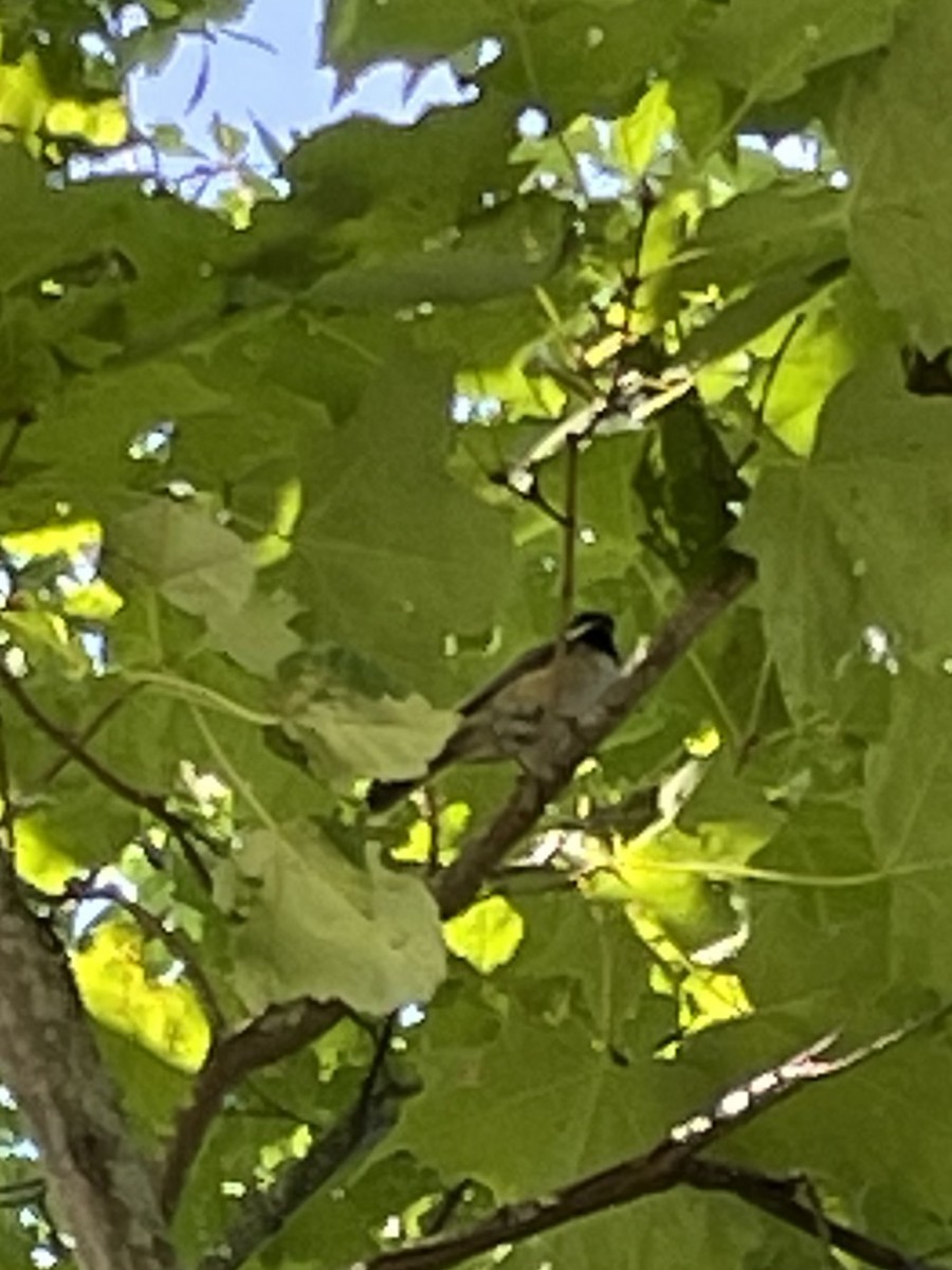 Black-capped Chickadee - ML608039711