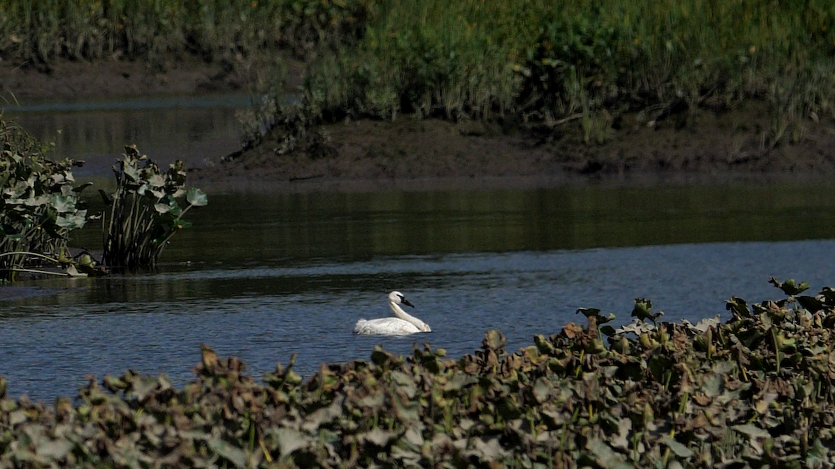 Trumpeter Swan - ML608040151