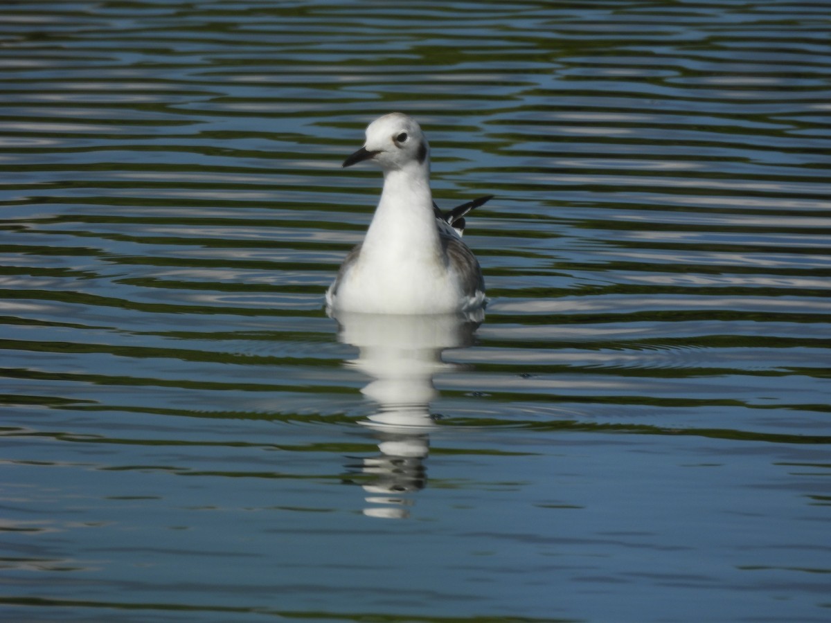 Bonaparte's Gull - Dave Milsom