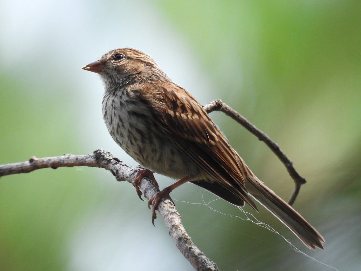 Chipping Sparrow - Aiden Saari